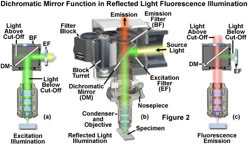 fluoromicro figure2